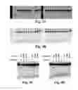 Fig. 06 - Methods and compositions for targeted single-stranded cleavage and targeted integration