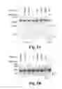 Fig. 07 - Methods and compositions for targeted single-stranded cleavage and targeted integration