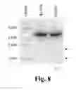 Fig. 10 - Methods and compositions for targeted single-stranded cleavage and targeted integration