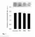 Fig. 06 - Method for immobilizing and releasing microorganism