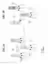Fig. 06 - Methods and compositions for identifying a peptide having an intermolecular interaction with a target of interest
