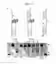 Fig. 04 - Site-specific induction of bimolecular quadruplex-duplex hybrids and methods of using the same