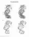 Fig. 14 - Site-specific induction of bimolecular quadruplex-duplex hybrids and methods of using the same