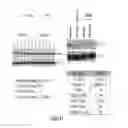 Fig. 11 - Biodegradable and clinically-compatible nanoparticles as drug delivery carriers
