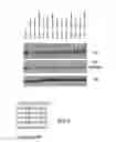 Fig. 16 - Biodegradable and clinically-compatible nanoparticles as drug delivery carriers