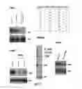 Fig. 19 - Biodegradable and clinically-compatible nanoparticles as drug delivery carriers