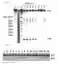 Fig. 05 - HAMMERHEAD RIBOZYMES