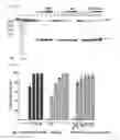 Fig. 06 - HAMMERHEAD RIBOZYMES
