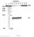 Fig. 07 - HAMMERHEAD RIBOZYMES