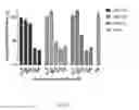 Fig. 12 - HAMMERHEAD RIBOZYMES