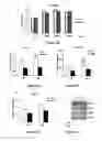 Fig. 12 - Materials and Methods Useful For Affecting Tumor Cell Growth, Migration and Invasion