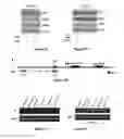 Fig. 13 - Materials and Methods Useful For Affecting Tumor Cell Growth, Migration and Invasion