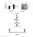 Fig. 14 - Materials and Methods Useful For Affecting Tumor Cell Growth, Migration and Invasion