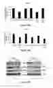 Fig. 23 - Materials and Methods Useful For Affecting Tumor Cell Growth, Migration and Invasion