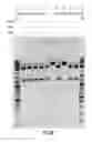 Fig. 28 - COMPOSITIONS AND METHODS OF NUCLEIC ACID-TARGETING NUCLEIC ACIDS