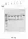 Fig. 29 - COMPOSITIONS AND METHODS OF NUCLEIC ACID-TARGETING NUCLEIC ACIDS