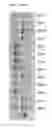 Fig. 55 - COMPOSITIONS AND METHODS OF NUCLEIC ACID-TARGETING NUCLEIC ACIDS