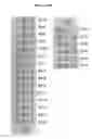 Fig. 56 - COMPOSITIONS AND METHODS OF NUCLEIC ACID-TARGETING NUCLEIC ACIDS
