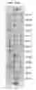 Fig. 58 - COMPOSITIONS AND METHODS OF NUCLEIC ACID-TARGETING NUCLEIC ACIDS