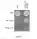 Fig. 03 - Constructs and methods for genome editing and genetic engineering of fungi and protists