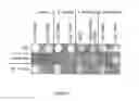 Fig. 04 - Constructs and methods for genome editing and genetic engineering of fungi and protists