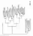 Fig. 30 - P-coumaroyl-CoA:monolignol transferase