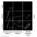 Fig. 03 - Transcriptome transfer produces cellular phenotype conversion