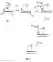 Fig. 08 - COMPOSITIONS AND METHODS OF NUCLEIC ACID-TARGETING NUCLEIC ACIDS
