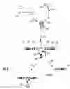 Fig. 11 - COMPOSITIONS AND METHODS OF NUCLEIC ACID-TARGETING NUCLEIC ACIDS