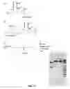 Fig. 15 - COMPOSITIONS AND METHODS OF NUCLEIC ACID-TARGETING NUCLEIC ACIDS
