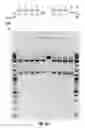 Fig. 27 - COMPOSITIONS AND METHODS OF NUCLEIC ACID-TARGETING NUCLEIC ACIDS