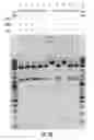 Fig. 28 - COMPOSITIONS AND METHODS OF NUCLEIC ACID-TARGETING NUCLEIC ACIDS