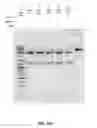 Fig. 29 - COMPOSITIONS AND METHODS OF NUCLEIC ACID-TARGETING NUCLEIC ACIDS
