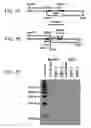 Fig. 02 - Enhanced itaconic acid production in with increased expression