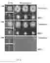 Fig. 03 - Enhanced itaconic acid production in with increased expression