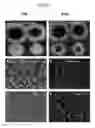 Fig. 06 - Enhanced itaconic acid production in with increased expression
