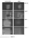 Fig. 07 - Enhanced itaconic acid production in with increased expression