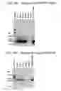 Fig. 18 - Enhanced itaconic acid production in with increased expression