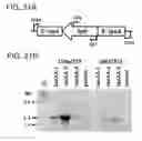 Fig. 24 - Enhanced itaconic acid production in with increased expression