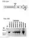 Fig. 25 - Enhanced itaconic acid production in with increased expression