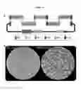 Fig. 12 - Versatile genetic assembly system (VEGAS) to assemble pathways for expression