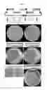 Fig. 13 - Versatile genetic assembly system (VEGAS) to assemble pathways for expression