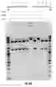Fig. 28 - Compostions and methods of nucleic acid-targeting nucleic acids