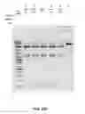 Fig. 29 - Compostions and methods of nucleic acid-targeting nucleic acids