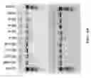Fig. 41 - Compostions and methods of nucleic acid-targeting nucleic acids