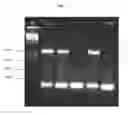 Fig. 02 - Transposon nucleic acids comprising a calibration sequence for DNA sequencing