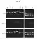 Fig. 10 - Compositions and Methods for the Transfer of a Hexosamine to a Modified Nucleotide in a Nucleic Acid