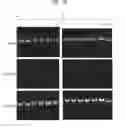 Fig. 12 - Compositions and Methods for the Transfer of a Hexosamine to a Modified Nucleotide in a Nucleic Acid