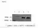 Fig. 09 - Nanoprobe-based genetic testing