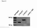 Fig. 16 - Nanoprobe-based genetic testing